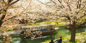 A couple enjoys a peaceful moment together on a bench beneath the shade of sakura trees