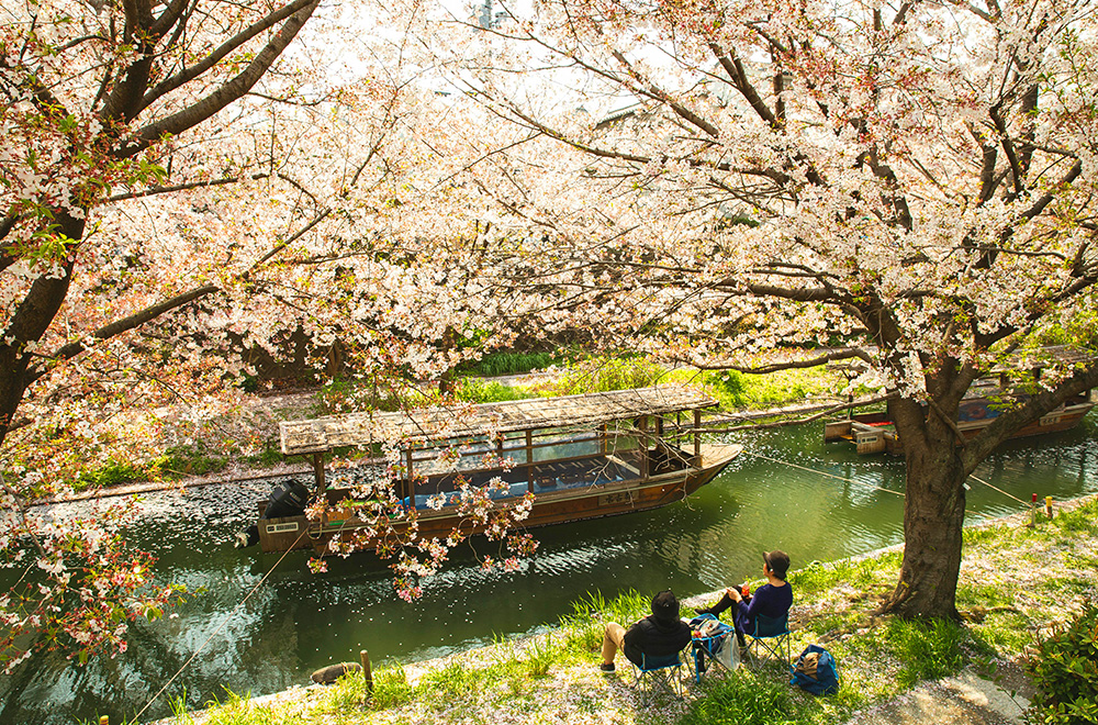 A couple enjoys a peaceful moment together on a bench beneath the shade of sakura trees