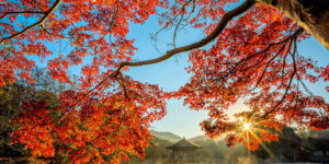 Sunlight shines through vibrant red maple leaves over a peaceful lake with a traditional Japanese pavilion in the background.