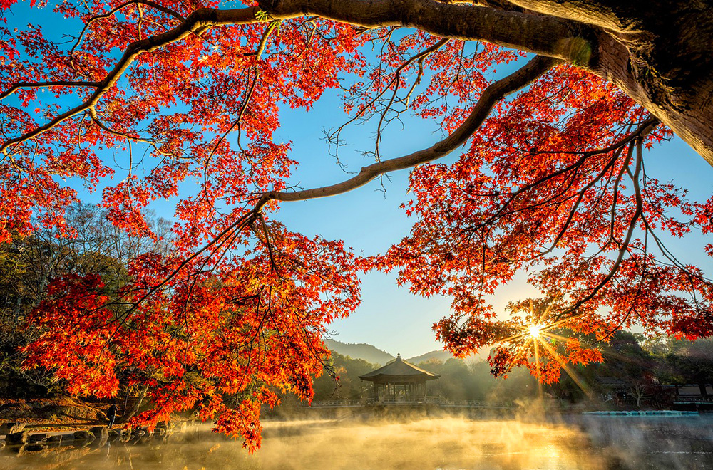 Sunlight shines through vibrant red maple leaves over a peaceful lake with a traditional Japanese pavilion in the background.